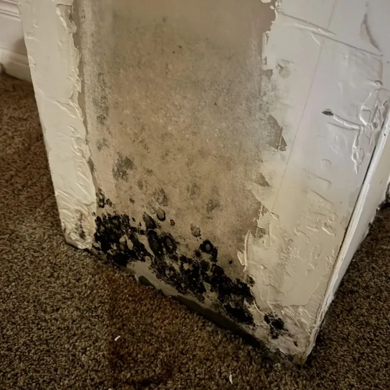 Professional Mold Removal in Tarrant County, TX
